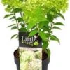 Pluimhortensia (Hydrangea Paniculata 'Little Lime') H 25-30 Cm