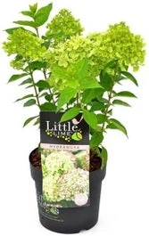 Pluimhortensia (Hydrangea Paniculata 'Little Lime') H 25-30 Cm