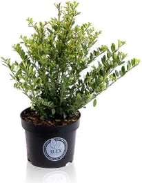 Japanse Hulst (Ilex Crenata 'Dark Green') H 20-30 Cm