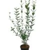 Ligusterhaag Met Kluit (Ligustrum Ovalifolium) H 60-80 Cm -Tuin Planten Winkel 8720196153541