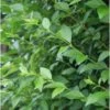 Ligusterhaag Met Kluit (Ligustrum Ovalifolium) H 80-100 Cm -Tuin Planten Winkel 8720196153558