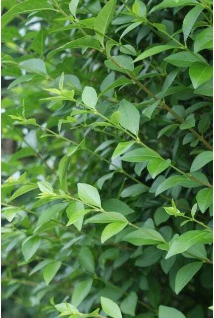 Ligusterhaag Met Kluit (Ligustrum Ovalifolium) H 80-100 Cm 3 Ligusterhaag Met Kluit (Ligustrum Ovalifolium) H 80-100 Cm