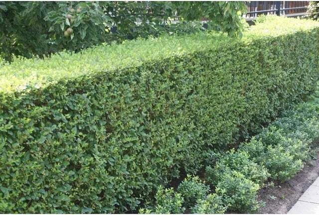 Ligusterhaag Met Kluit (Ligustrum Ovalifolium) H 80-100 Cm 4 Ligusterhaag Met Kluit (Ligustrum Ovalifolium) H 80-100 Cm - Afbeelding 2