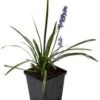 Leliegras (Liriope 'Moneymaker') D 9 H 10 Cm -Tuin Planten Winkel 8720196153596