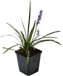 Leliegras (Liriope Muscari) D 9 H 10 Cm 3 Leliegras (Liriope Muscari) D 9 H 10 Cm
