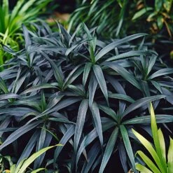 Zwart Gras (Ophiopogon Planiscapus 'Niger') D 9 H 10 Cm