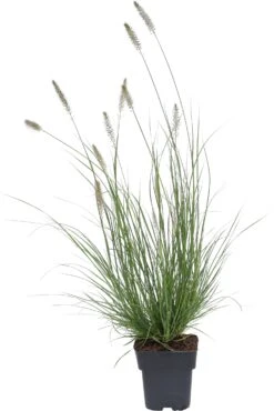 Lampepoetsersgras (Pennisetum Alopecuroides 'Hameln') D 19 H 15 Cm 5 Lampepoetsersgras (Pennisetum Alopecuroides 'Hameln') D 19 H 15 Cm -Tuin Planten Winkel 8720196153787 0 Pennisetum Hameln