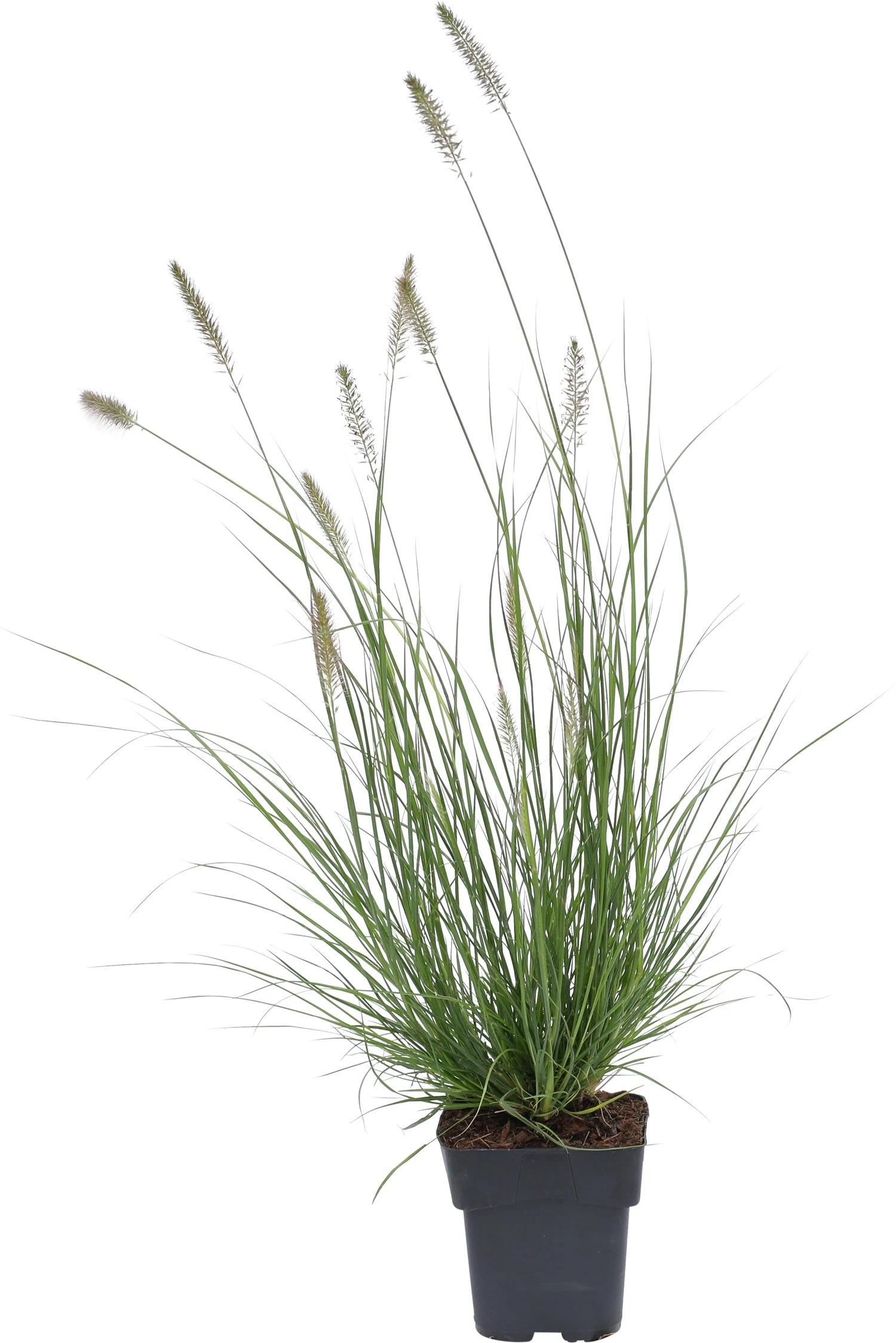 Lampepoetsersgras (Pennisetum Alopecuroides 'Hameln') D 19 H 15 Cm 4 Lampepoetsersgras (Pennisetum Alopecuroides 'Hameln') D 19 H 15 Cm - Afbeelding 2