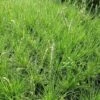 Blauwgras (Sesleria Autumnalis) D 9 H 10 Cm -Tuin Planten Winkel 8720196153985