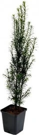 Taxus (Taxus Baccata) H 60-80 Cm Vanaf 10 Stuks