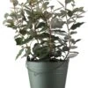 Olijfwilg (Elaeagnus Ebbingei) H 30-40 Cm -Tuin Planten Winkel 8720196154319 0 1