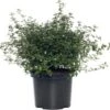 Amerikaanse Sering (Ceanothus Thyrsiflorus 'Repens') H 25-30 Cm