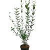 Ligusterhaag (Ligustrum Ovalifolium) H 30-40 Cm 1 Ligusterhaag (Ligustrum Ovalifolium) H 30-40 Cm -Tuin Planten Winkel 8720196154364