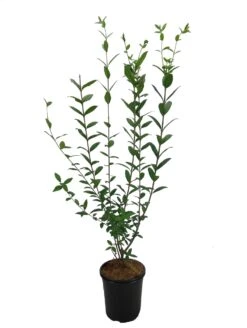 Ligusterhaag (Ligustrum Ovalifolium) H 30-40 Cm