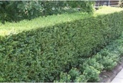Ligusterhaag (Ligustrum Ovalifolium) H 30-40 Cm -Tuin Planten Winkel 8720196154364 2 1