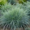 Zwenkgras (Festuca Glauca 'Elijah Blue') H 10 Cm -Tuin Planten Winkel 8720196154432 0 1