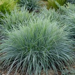 Zwenkgras (Festuca Glauca 'Elijah Blue') H 10 Cm