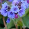 Longkruid (Pulmonaria 'Blue Ensign') D 9 H 10 Cm -Tuin Planten Winkel 8720196154562 1