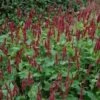 Duizendknoop (Persicaria 'Blackfield') D 9 H 10 Cm -Tuin Planten Winkel 8720196154692 1