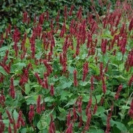 Duizendknoop (Persicaria 'Blackfield') D 9 H 10 Cm 3 Duizendknoop (Persicaria 'Blackfield') D 9 H 10 Cm