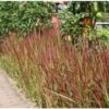 Japans Bloedgras (Imperata Cylindrica 'Red Baron') D 9 H 10 Cm -Tuin Planten Winkel 8720196154739 1