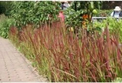 Japans Bloedgras (Imperata Cylindrica 'Red Baron') D 9 H 10 Cm