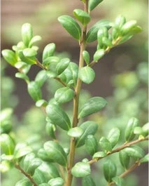Chinese Hulst (Ilex Crenata 'Convexa') H 25-30 Cm
