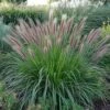 Lampepoetsersgras (Pennisetum 'Red Head') D 17 H 15 Cm -Tuin Planten Winkel 8720196154876 0