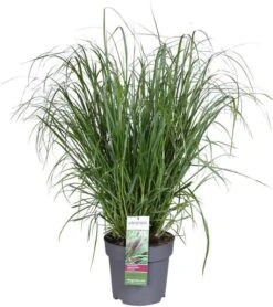 Lampepoetsersgras (Pennisetum 'Red Head') D 17 H 15 Cm -Tuin Planten Winkel 8720196154876 0 Pennisetum Red head 1