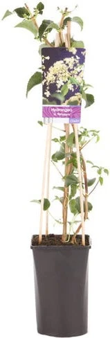 Klimhortensia (Hydrangea Anomala Petiolaris) H 40-45 Cm