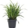 Zegge (Carex 'Evergreen') D 17 H 10cm