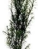 Taxus (Taxus Baccata) H 30-40 Cm -Tuin Planten Winkel 8720196155156 1