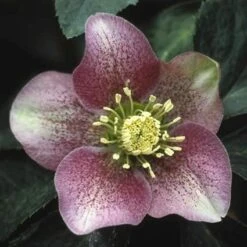 Kerstroos (Helleborus Orientalis) D 9 H 15 Cm -Tuin Planten Winkel 8720196155262 2