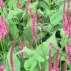 Duizendknoop (Persicaria Amplexicaulis 'Speciosa') D 9 H 10 Cm -Tuin Planten Winkel 8720196155415 1