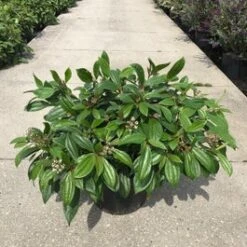 Sneeuwbal (Viburnum Davidii) H 25-30 Cm