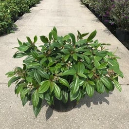 Sneeuwbal (Viburnum Davidii) H 25-30 Cm 3 Sneeuwbal (Viburnum Davidii) H 25-30 Cm