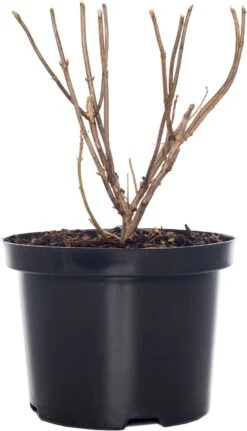 Pluimhortensia (Hydrangea Paniculata 'Vanille Fraise') D 17 H 30 Cm