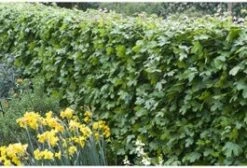 Veldesdoorn Als Haag (Acer Campestre) H 80-100 Cm