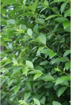 Ligusterhaag (Ligustrum Ovalifolium) H 100-125 Cm