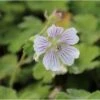 Ooievaarsbek (Geranium Renardii) D 9 H 10 Cm -Tuin Planten Winkel 8720196155682