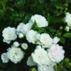 Bodembedekkende Roos (Rosa 'Crystal Fairy') D 12 H 20 Cm -Tuin Planten Winkel 8720196155903