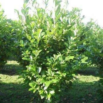 Laurierkers (Prunus Laurocerasus 'Rotundifolia') H 60-80 Cm 4 Laurierkers (Prunus Laurocerasus 'Rotundifolia') H 60-80 Cm - Afbeelding 2