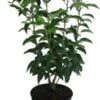 Portugese Laurier (Prunus Lusitanica 'Angustifolia') H 50-60 Cm 1 Portugese Laurier (Prunus Lusitanica 'Angustifolia') H 50-60 Cm -Tuin Planten Winkel 8720196155934 1