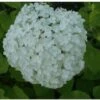 Bolhortensia (Hydrangea Arborescens 'Annabelle') D 17 H 30 Cm -Tuin Planten Winkel 8720196156023 1