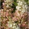 Pluimhortensia (Hydrangea Paniculata 'Pinky Winky') D 17 H 25 Cm
