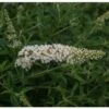 Vlinderstruik (Buddleja Davidii 'White Profusion) H 30-40 Cm 2 Vlinderstruik (Buddleja Davidii 'White Profusion) H 30-40 Cm -Tuin Planten Winkel 8720196156498