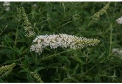 Vlinderstruik (Buddleja Davidii 'White Profusion) H 30-40 Cm