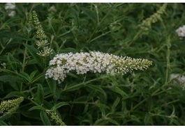 Vlinderstruik (Buddleja Davidii 'White Profusion) H 30-40 Cm 3 Vlinderstruik (Buddleja Davidii 'White Profusion) H 30-40 Cm