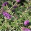 Vlinderstruik (Buddleja 'Blue Chip') H 30-40 Cm -Tuin Planten Winkel 8720196156566