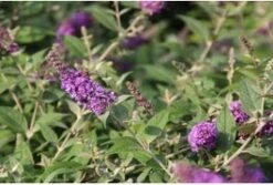 Vlinderstruik (Buddleja 'Blue Chip') H 30-40 Cm